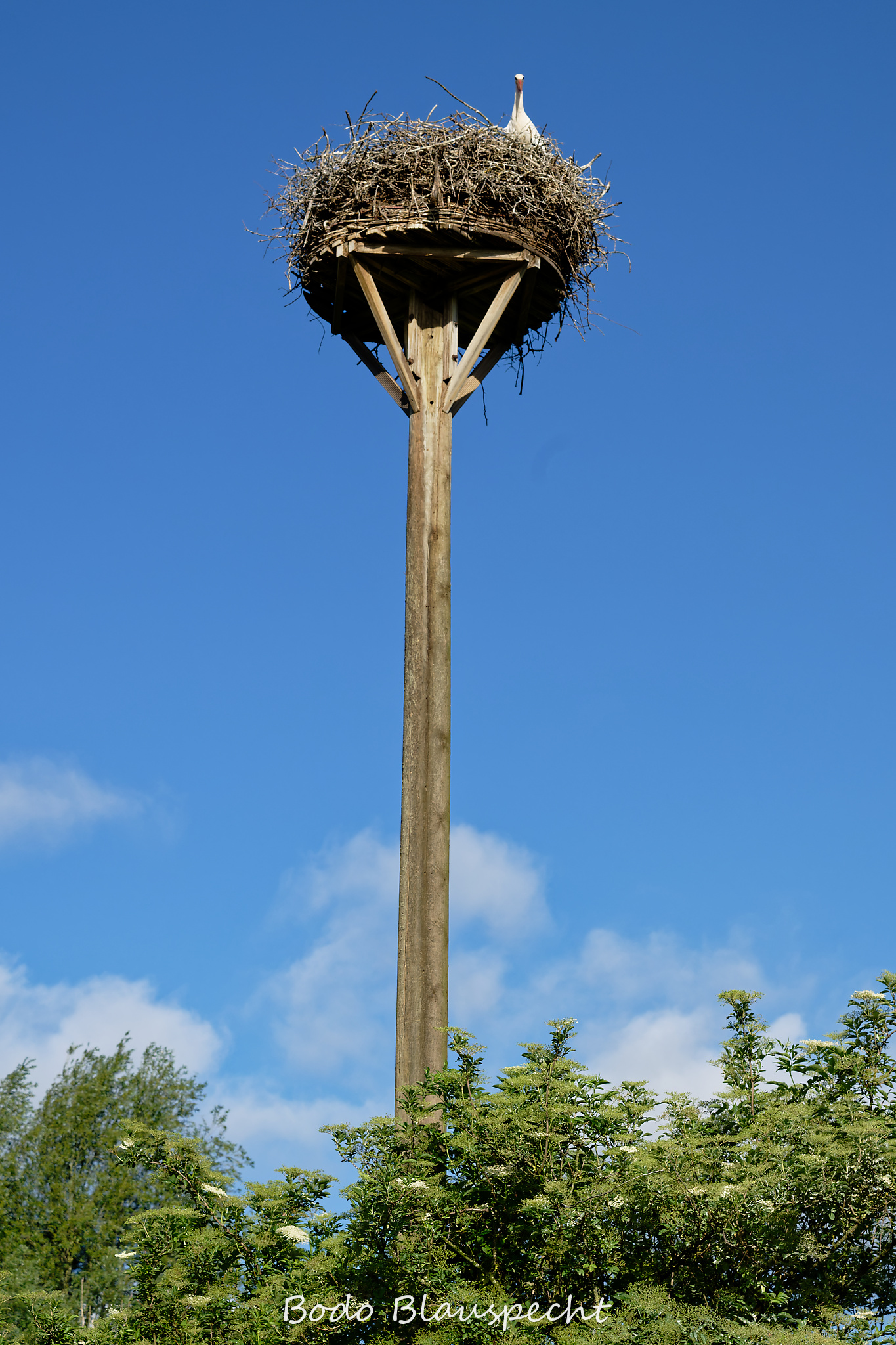 Jungstörche beringen Steveraue Olfen 2026.06.10 07.57 09 WEB